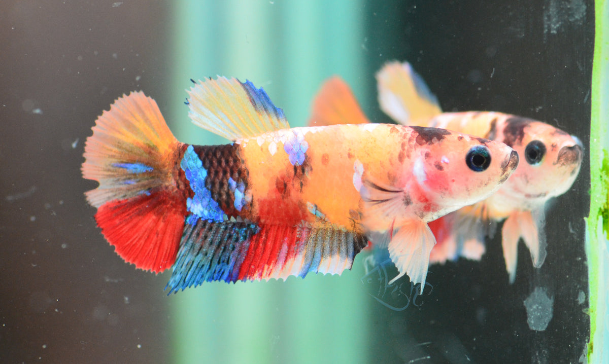 Nemo HMPK Female