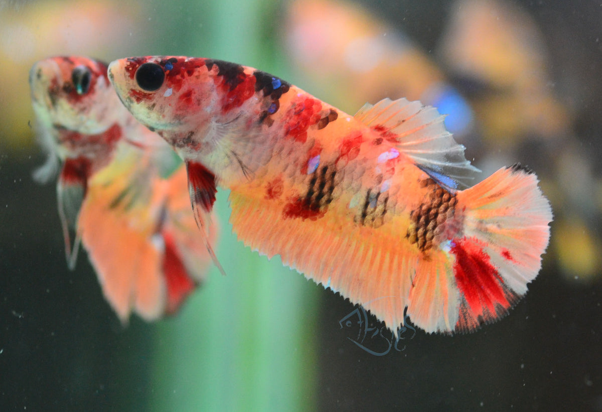 Nemo HMPK Female
