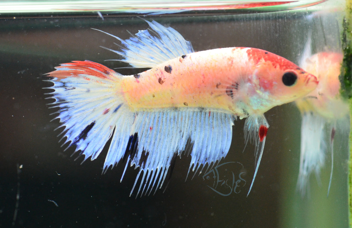 Koi Crowntail Female