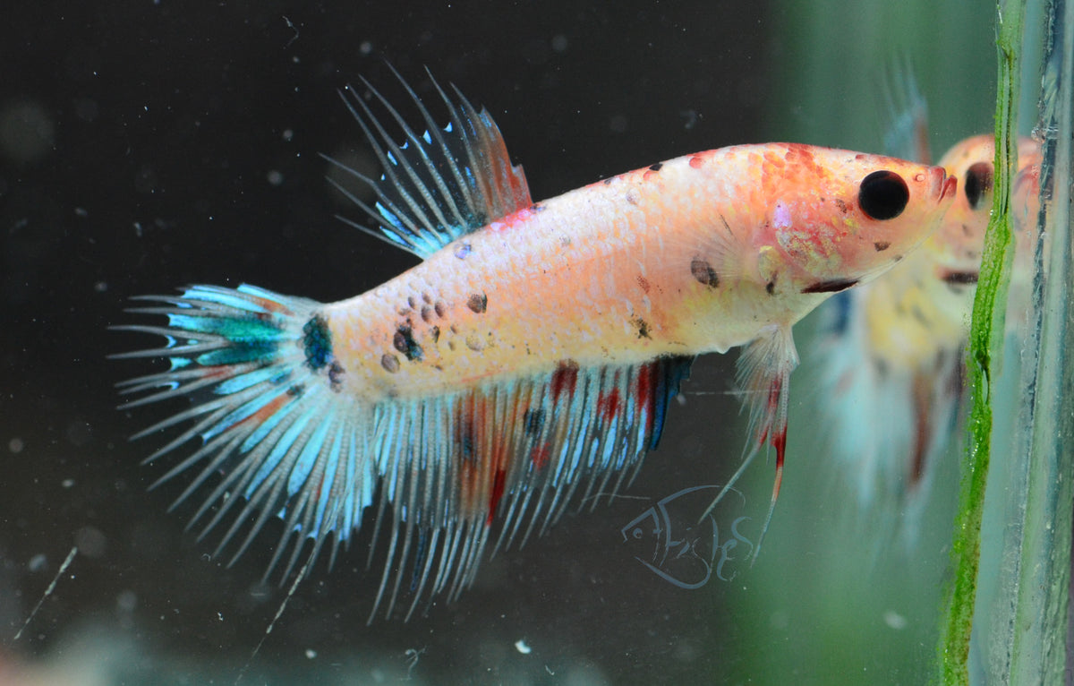 Koi Crowntail Female