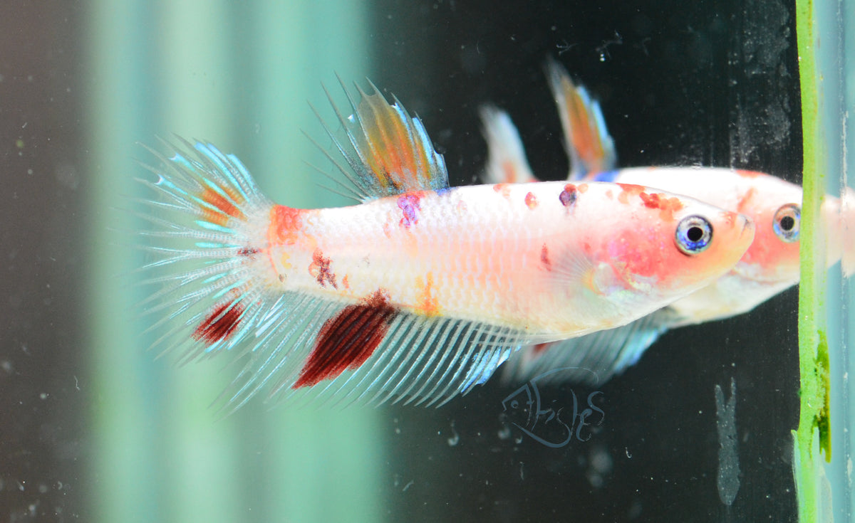 Koi Crowntail Female