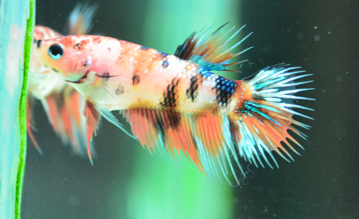 Koi Crowntail Female