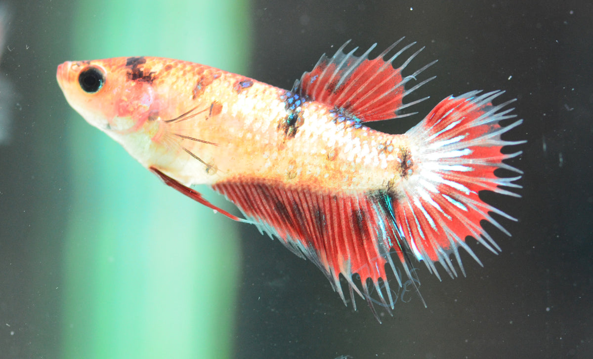 Koi Crowntail Female