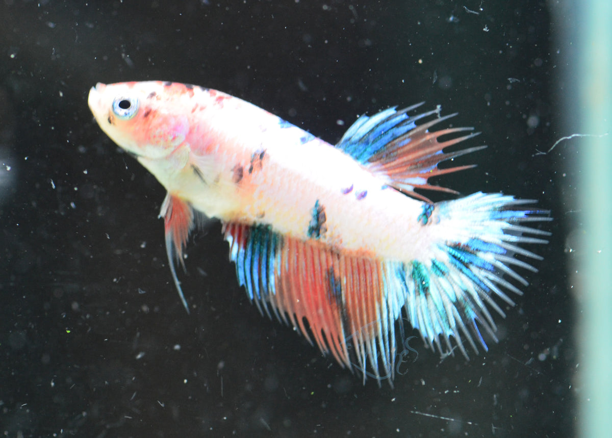 Multicolour Koi Crowntail Female