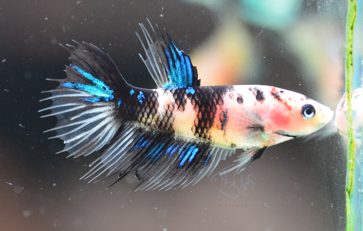 Koi Crowntail Female