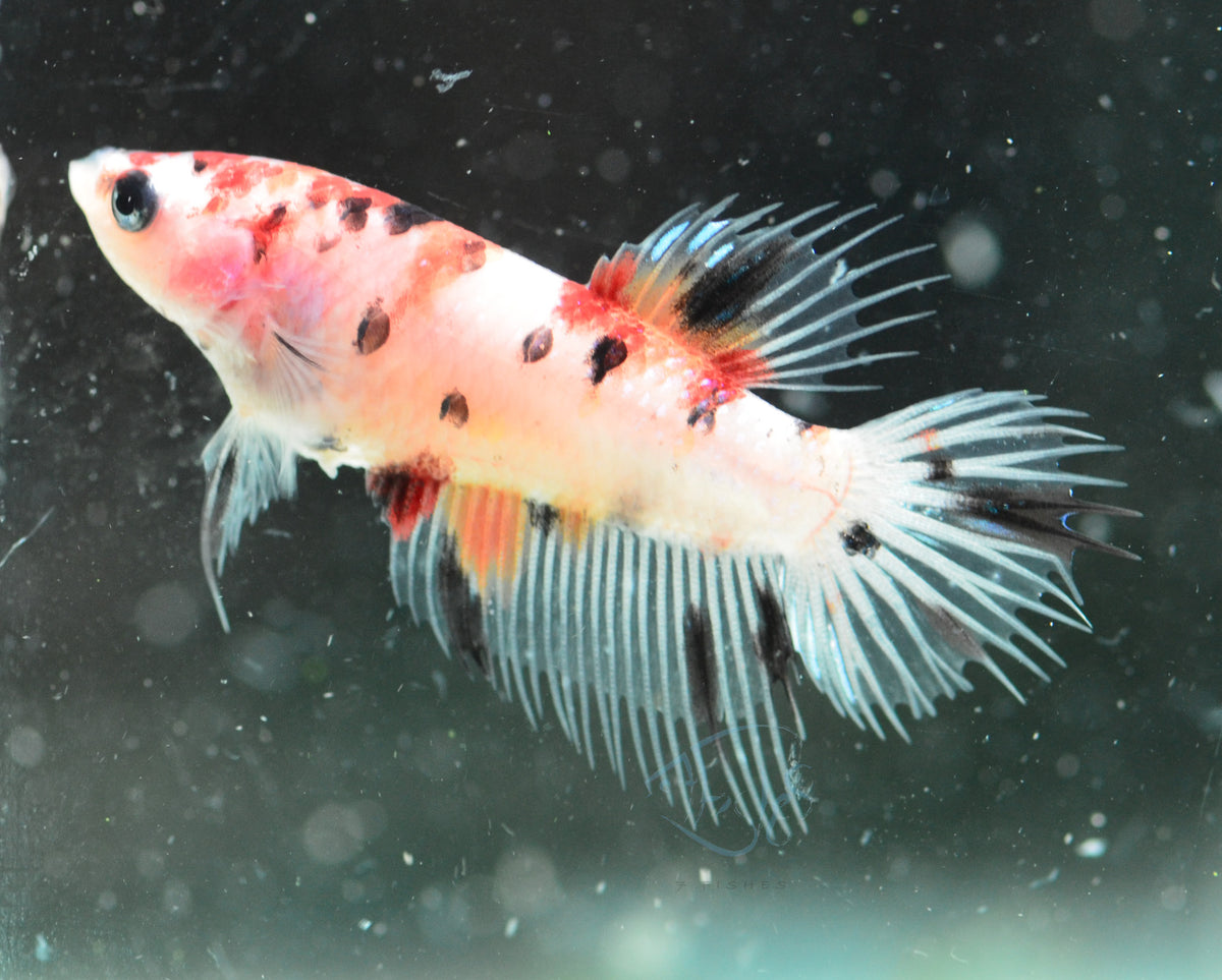 Koi Crowntail Female