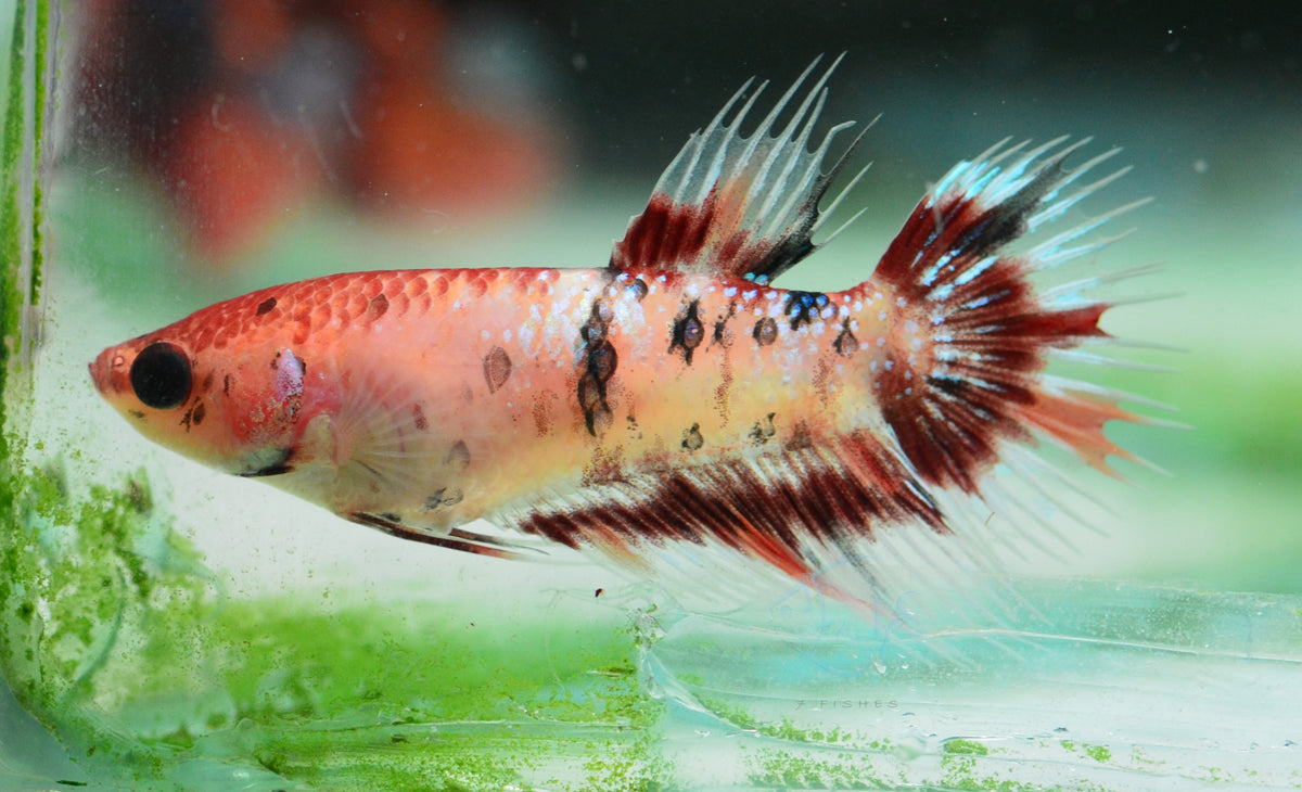 Koi Crowntail Female