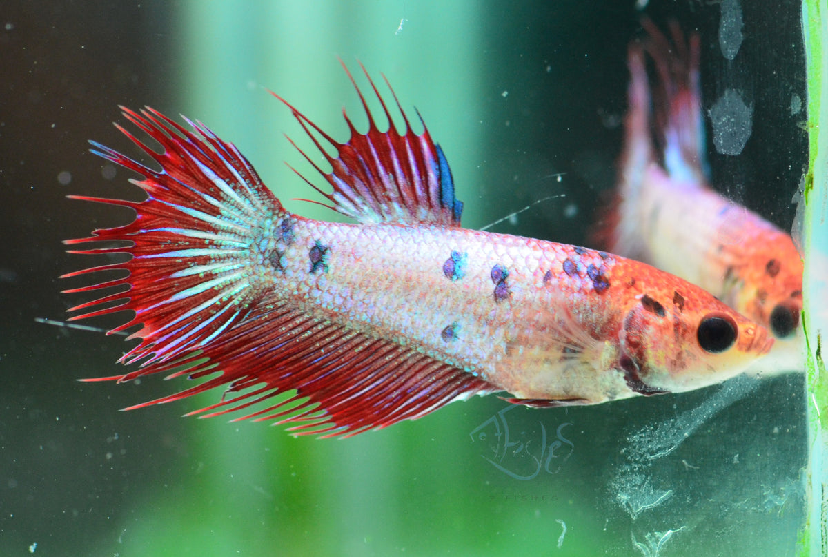 Koi Crowntail Female