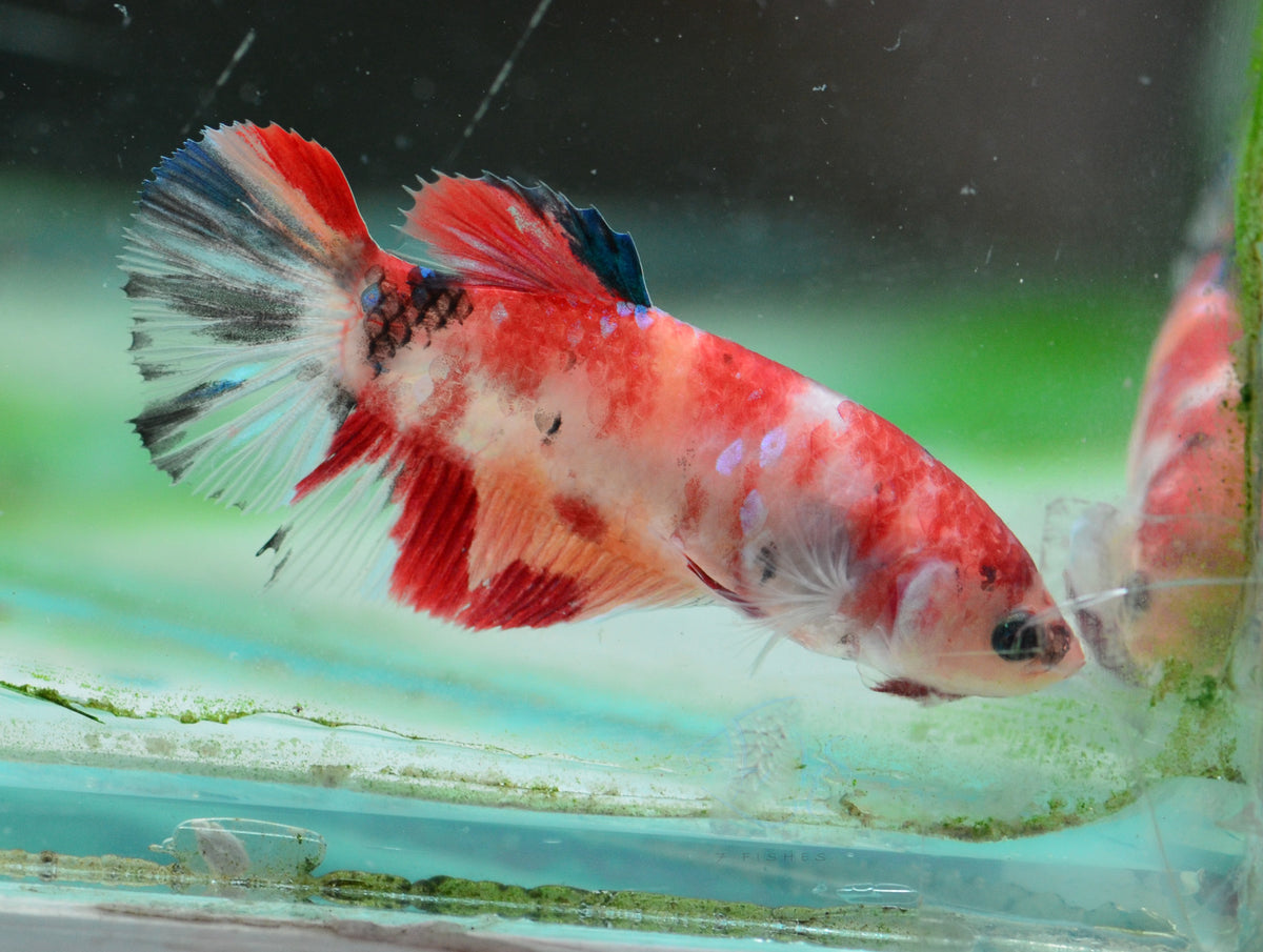 Nemo HMPK Female