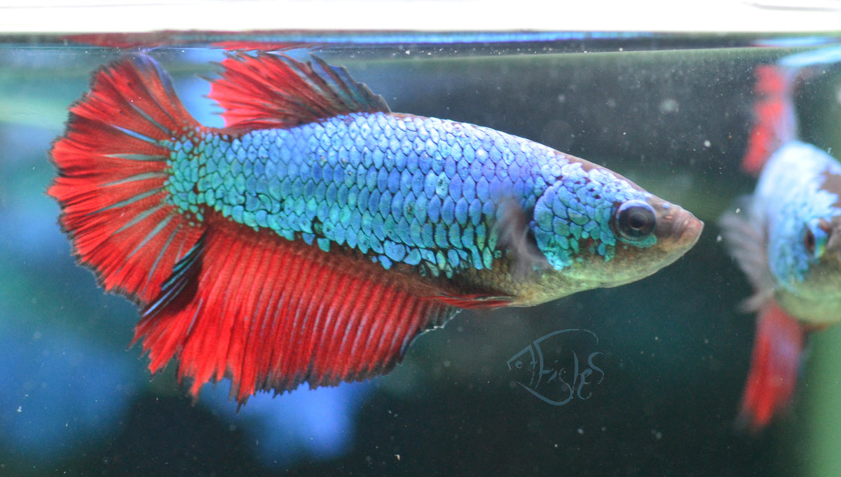 Bicolour Halfmoon Female