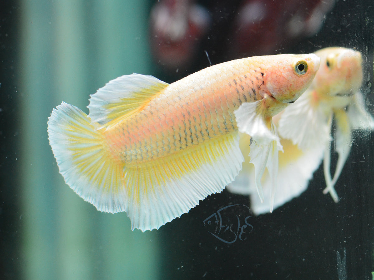 Yellow Gold Dumbo HMPK Male
