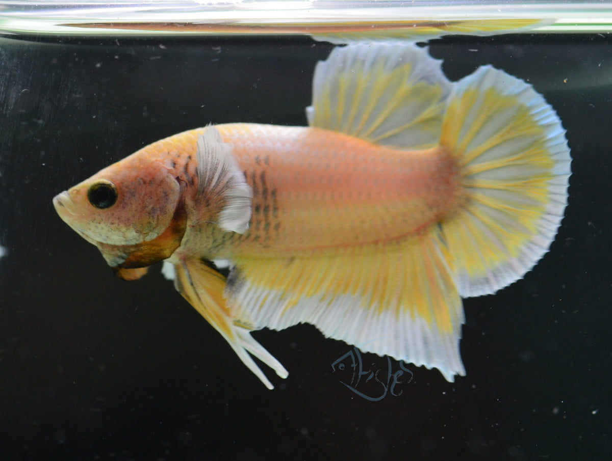 Yellow Gold Dumbo HMPK Male