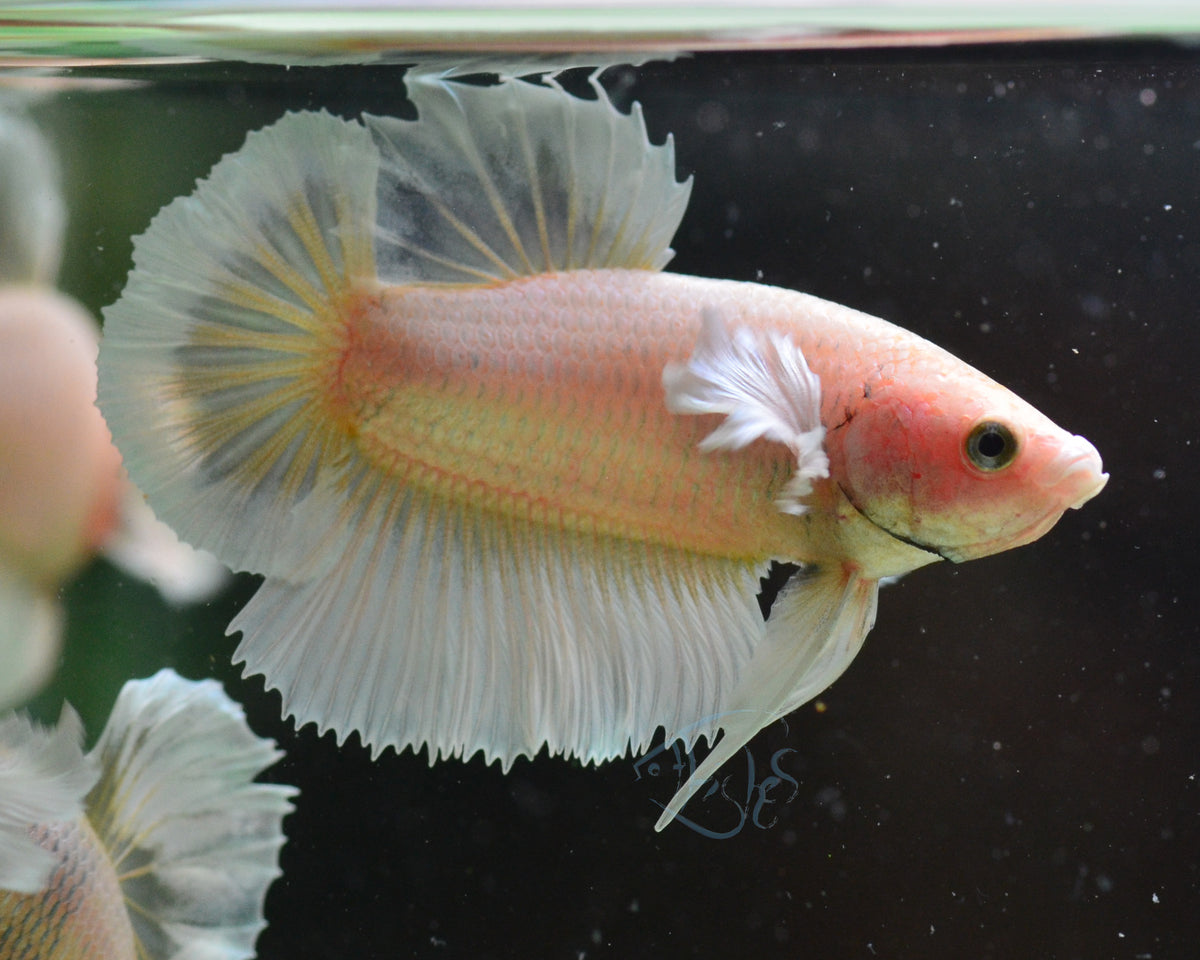 Yellow Gold Dumbo HMPK Male