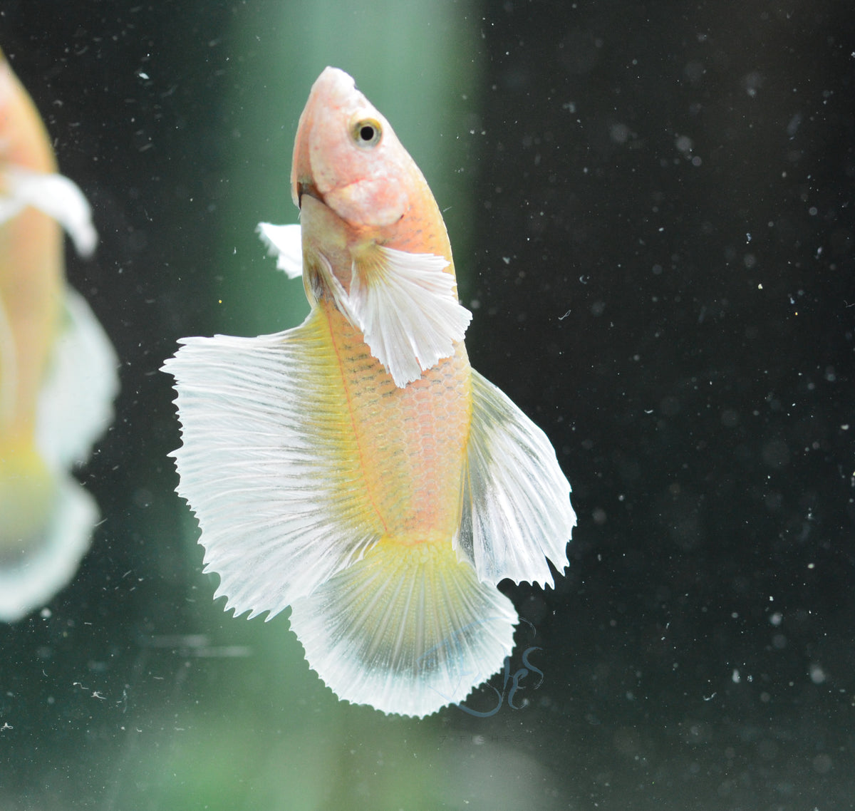 Yellow Gold Dumbo HMPK Male