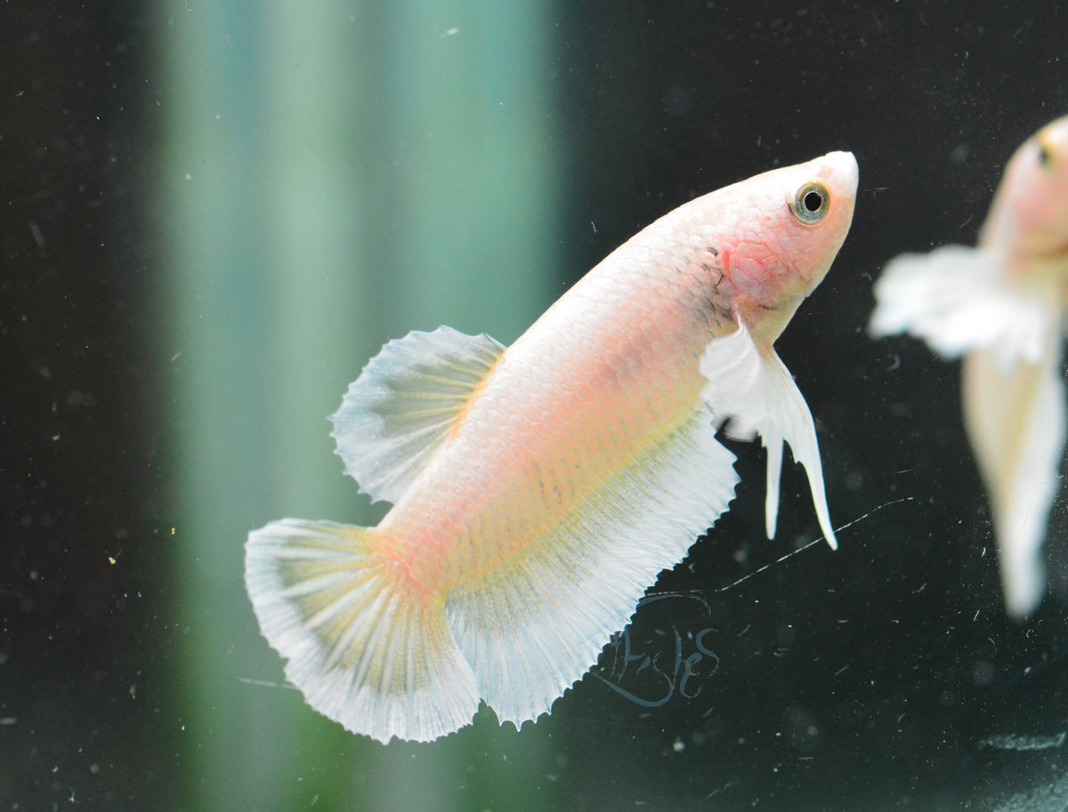 Yellow Gold Dumbo HMPK Male
