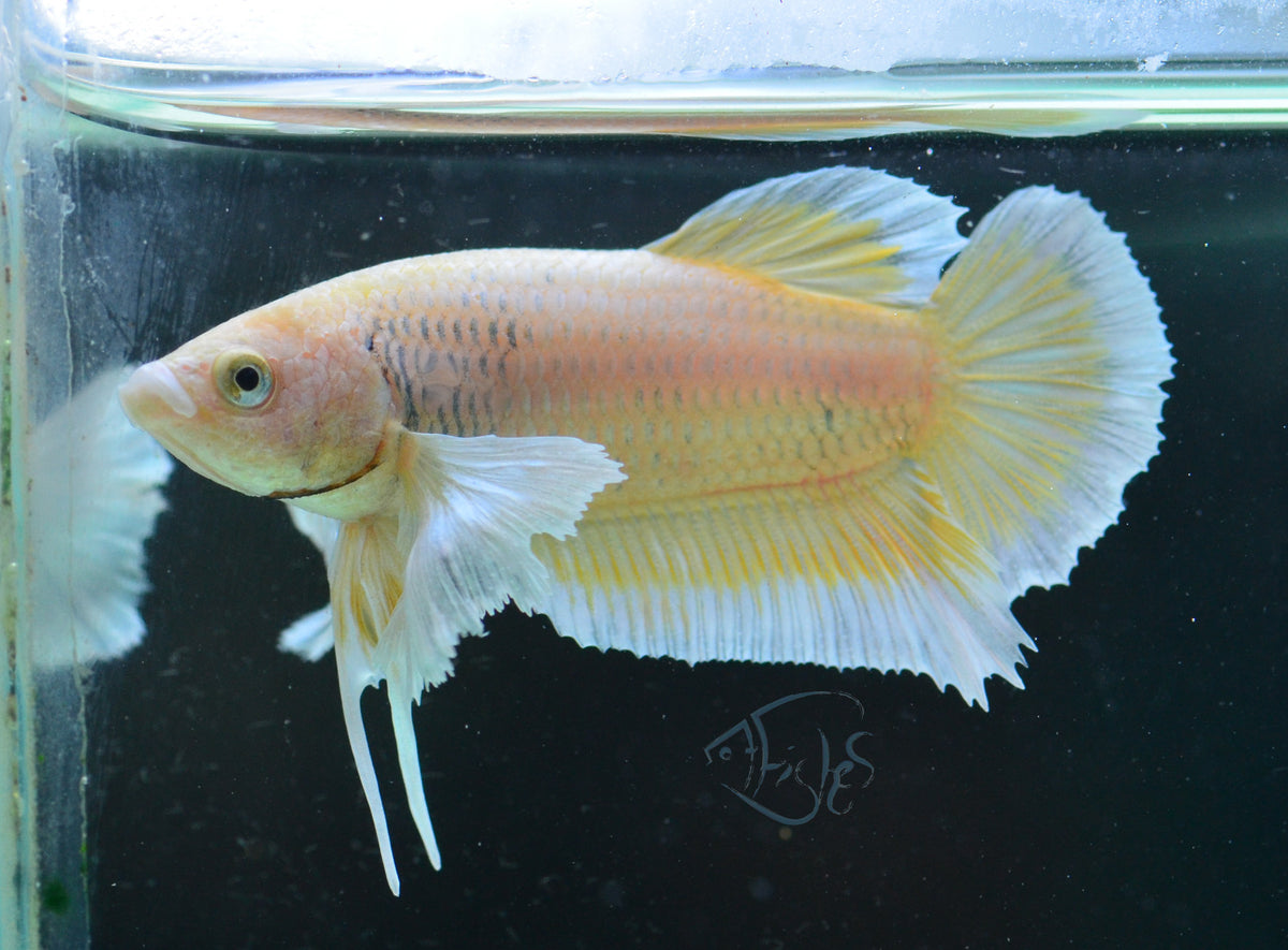 Yellow Gold Dumbo HMPK Male