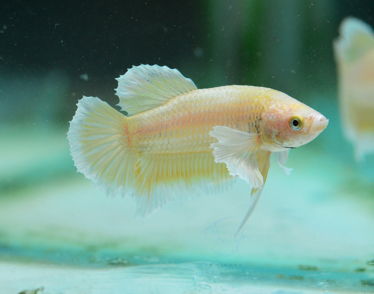 Yellow Gold Dumbo HMPK Male