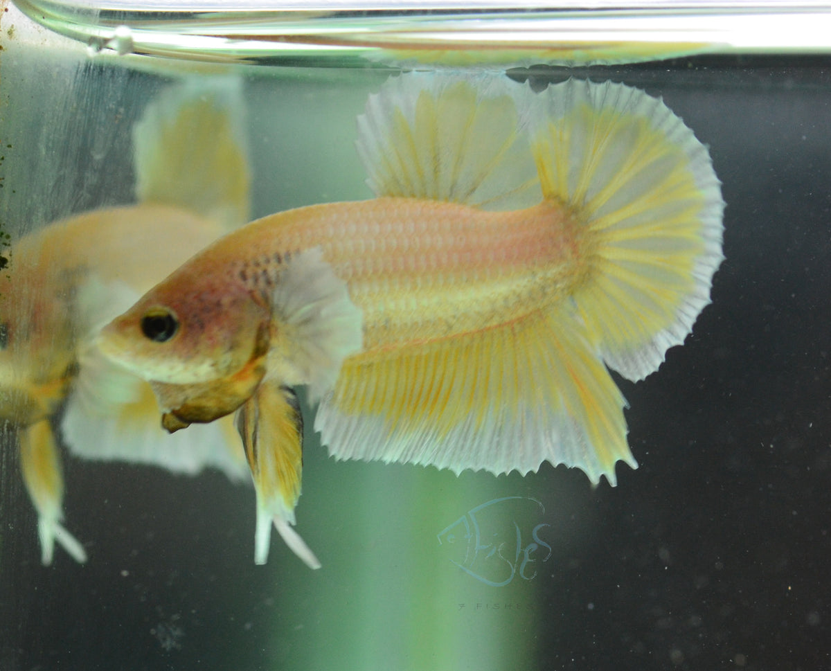 Yellow Gold Dumbo HMPK Male