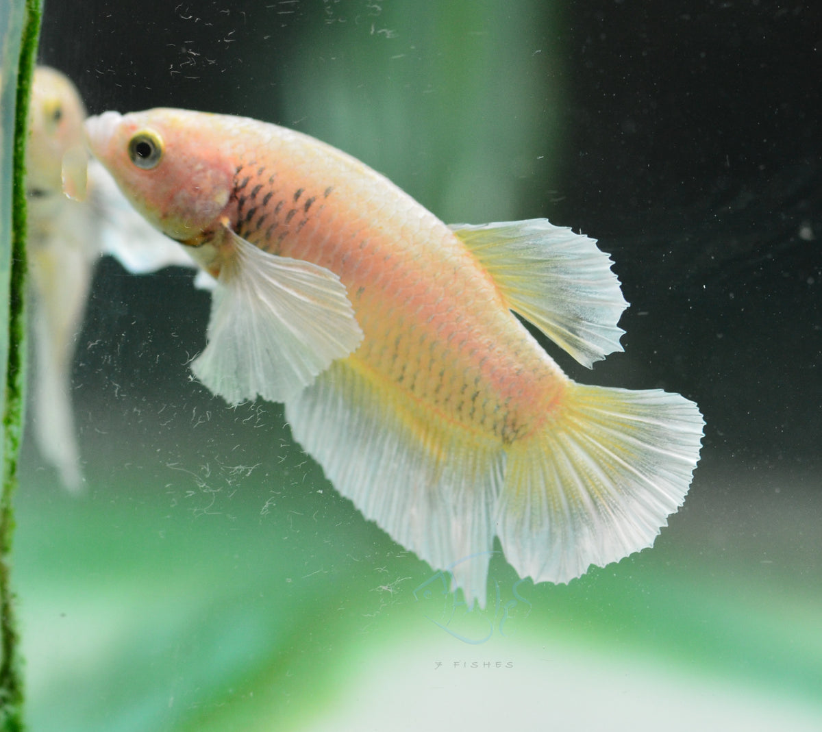 Yellow Gold Dumbo HMPK Male