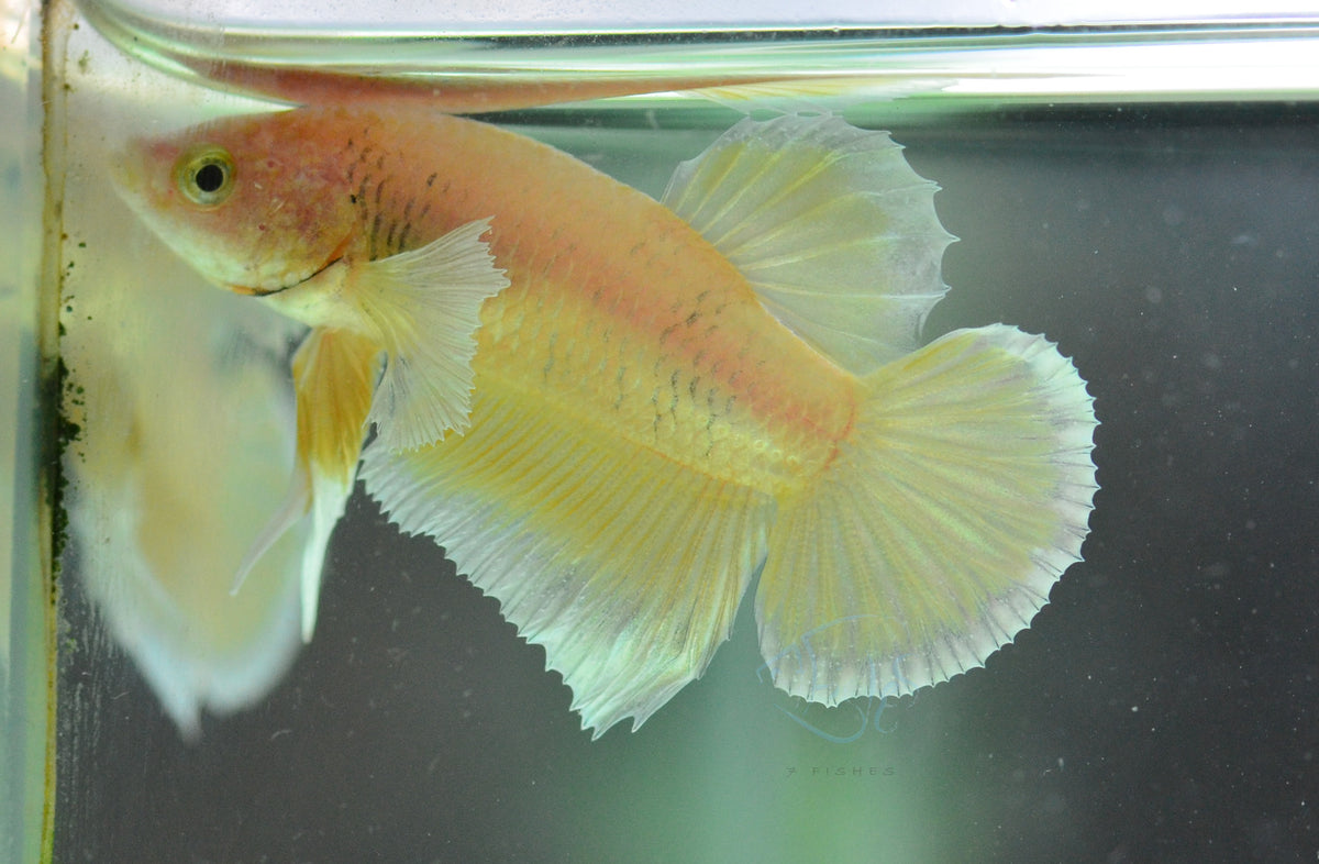 Yellow Gold Dumbo HMPK Male