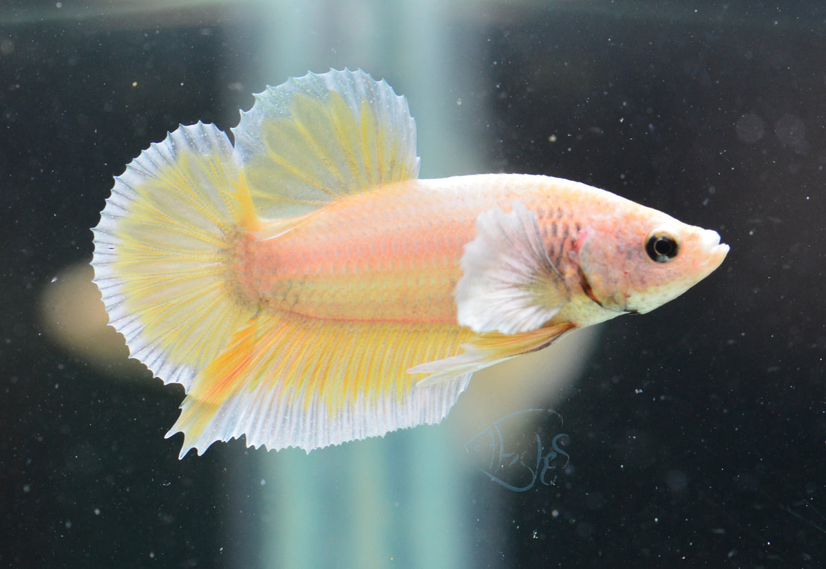 Yellow Gold Dumbo HMPK Male