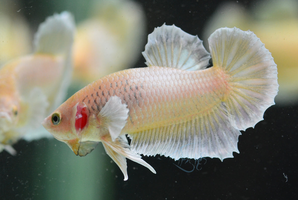 Yellow Gold Dumbo HMPK Male