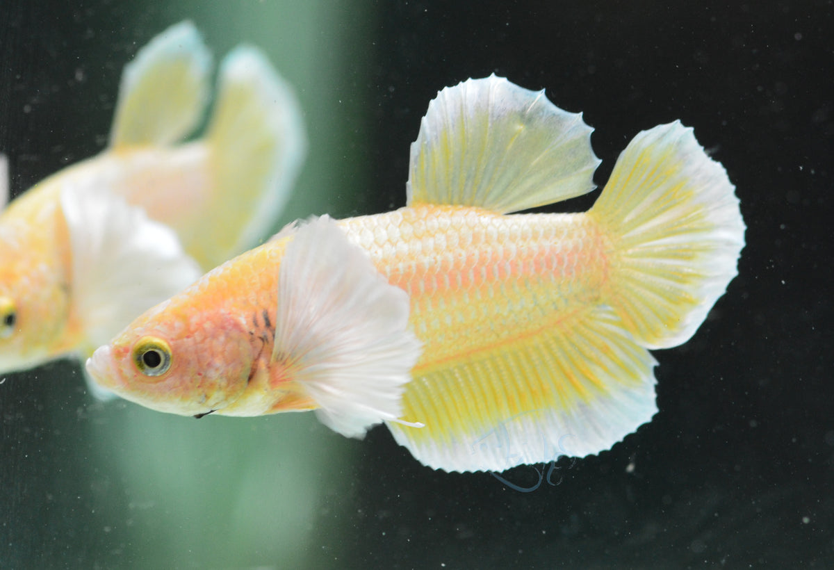 Yellow Gold Dumbo HMPK Male