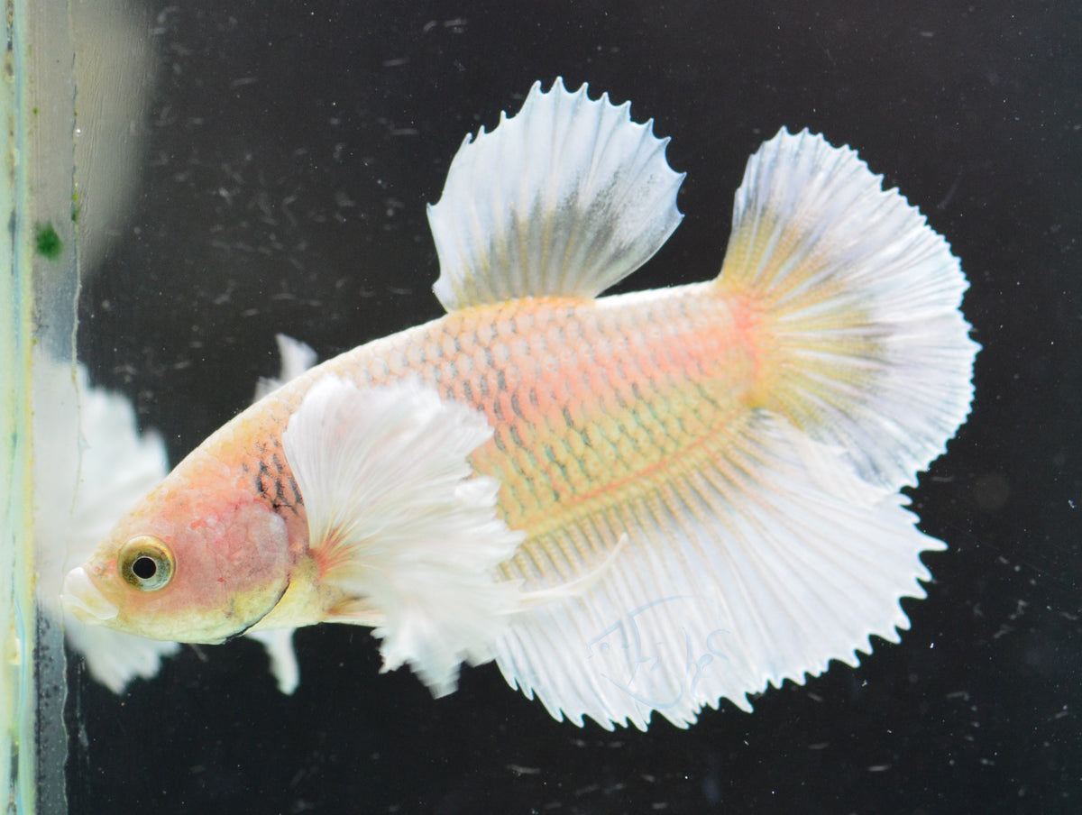 Yellow Gold Dumbo HMPK Male