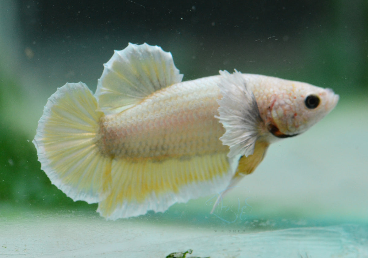 Yellow Gold Dumbo HMPK Male