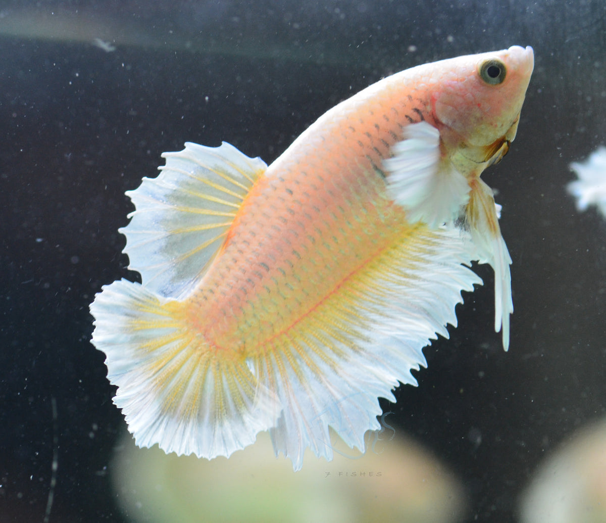 Yellow Gold Dumbo HMPK Male