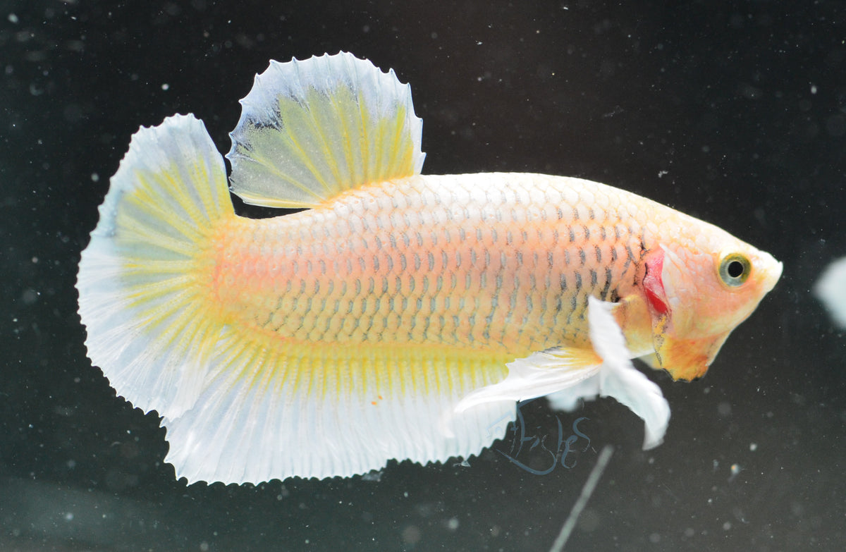 Yellow Gold Dumbo HMPK Male