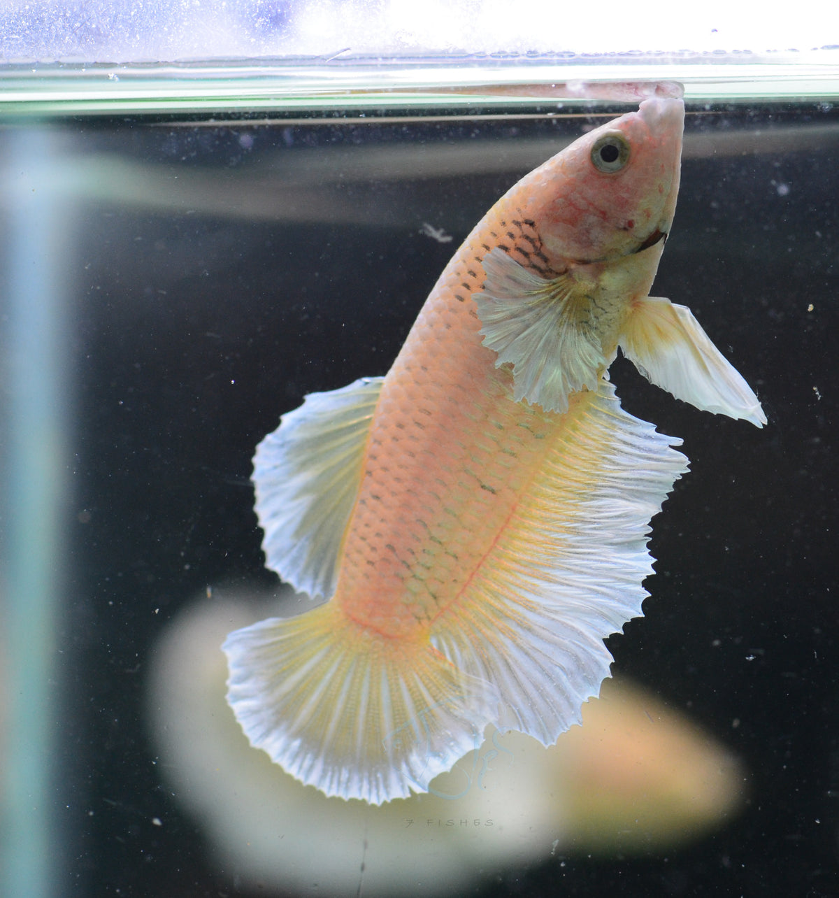 Yellow Gold Dumbo HMPK Male