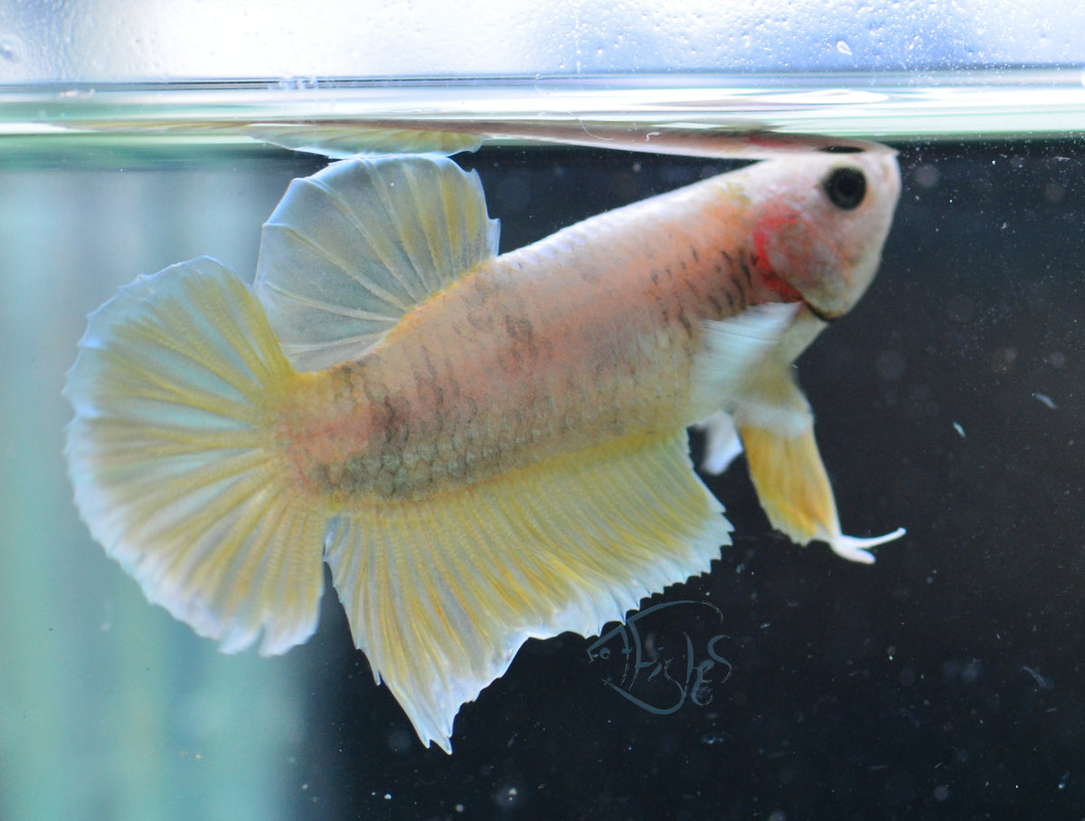 Yellow Gold Dumbo HMPK Male