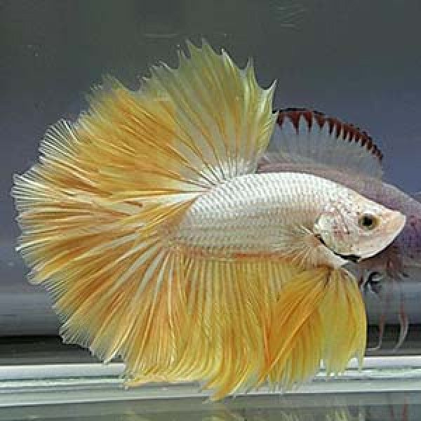 Assorted Yellow Dragon Halfmoon Male