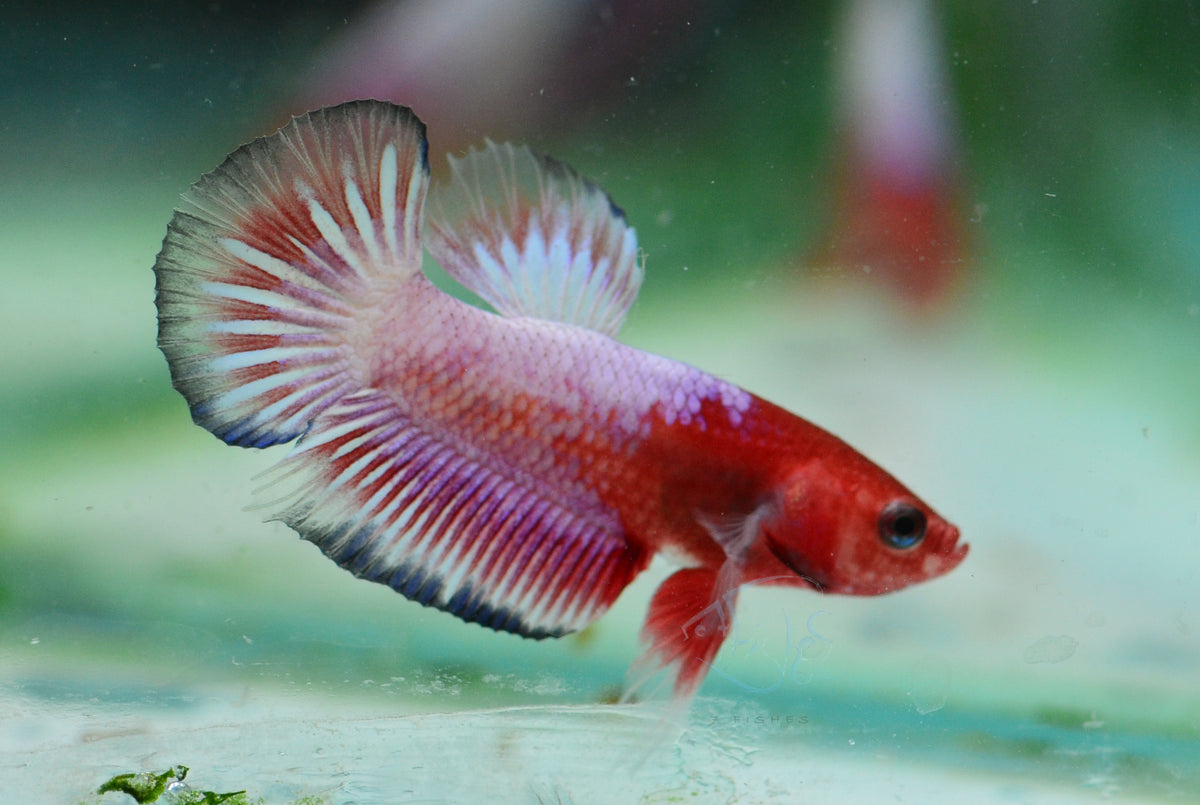 Pastel Pink Fancy Plakat Male