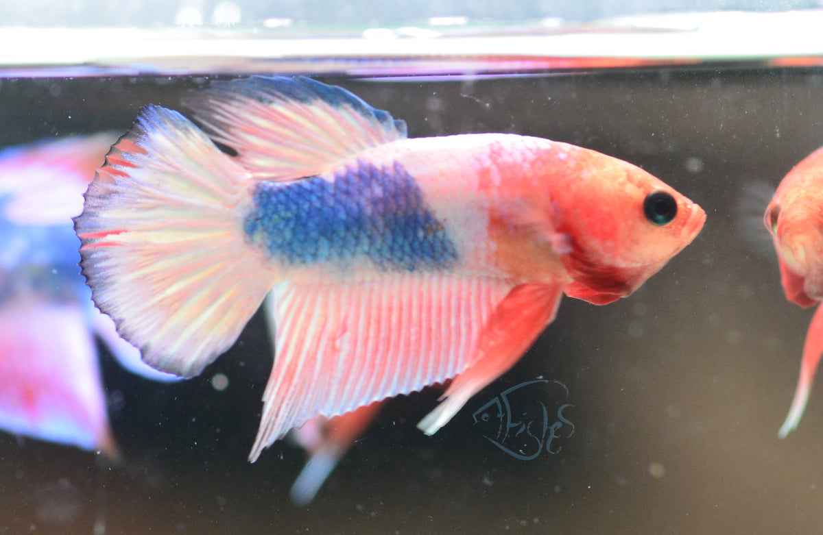 Pastel Pink Fancy Plakat Male