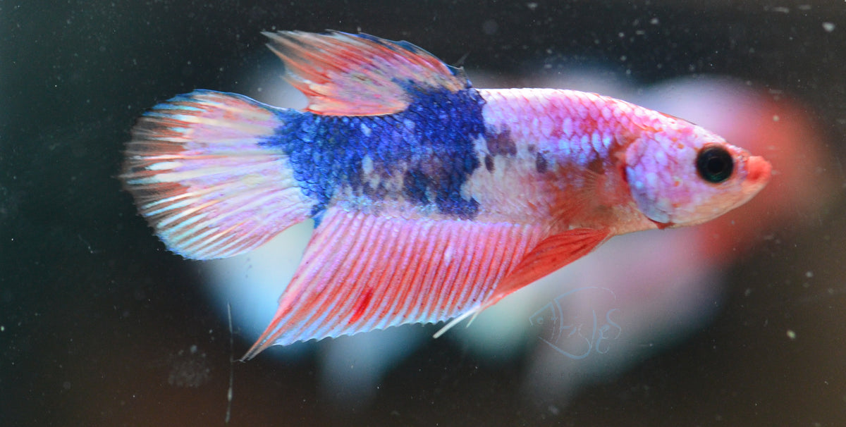Pastel Pink Fancy Plakat Male