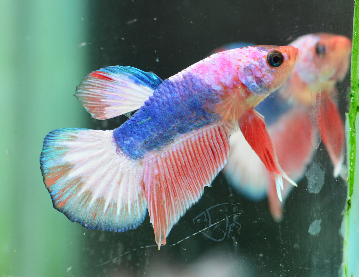 Pastel Pink Fancy Plakat Male