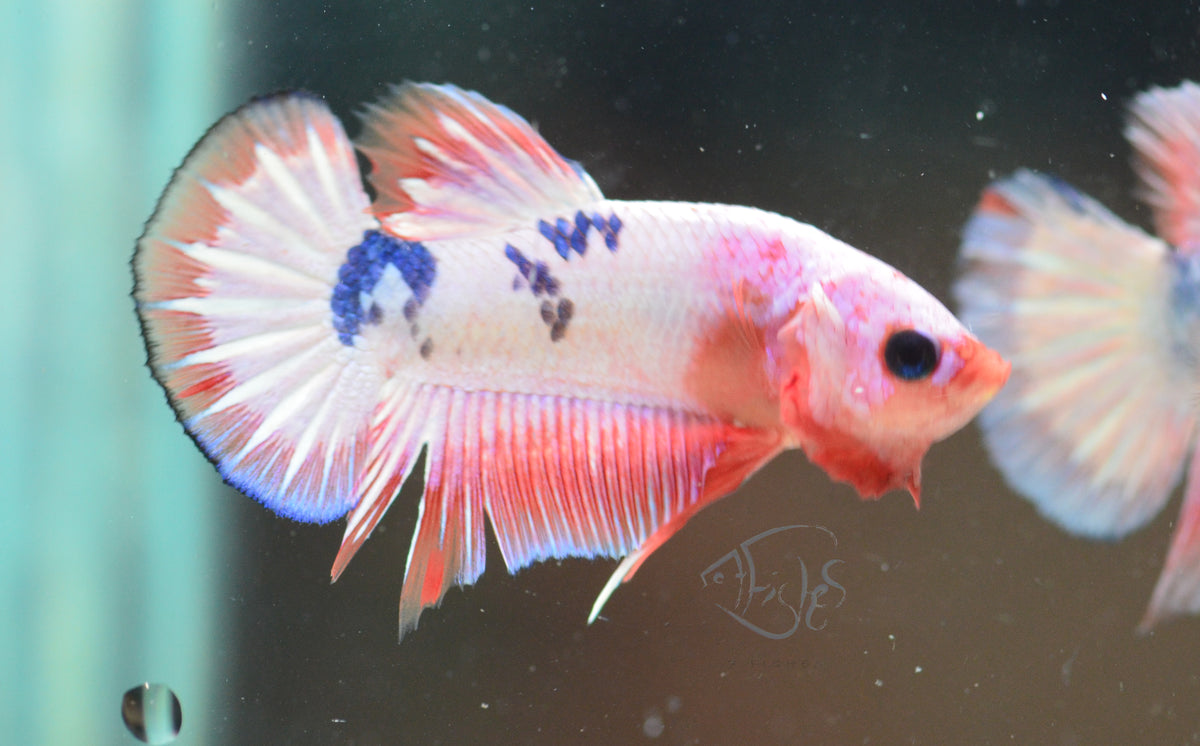 Pastel Pink Fancy Plakat Male