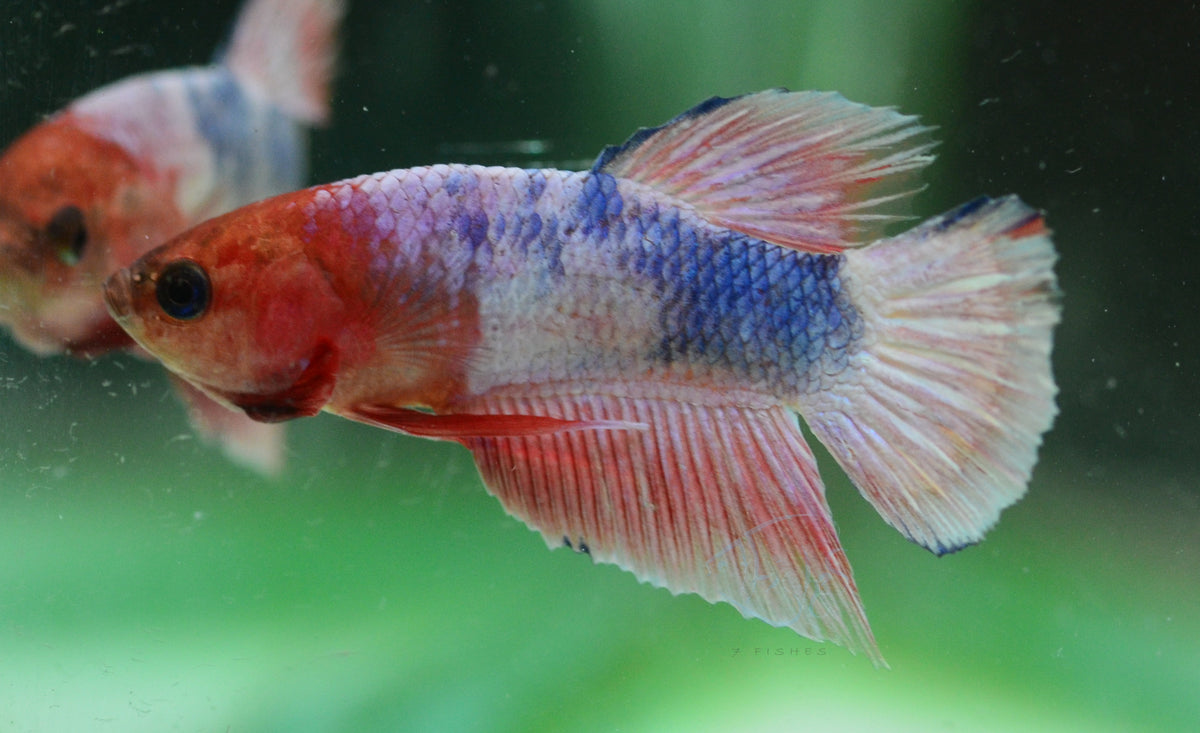 Pastel Pink Fancy Plakat Male
