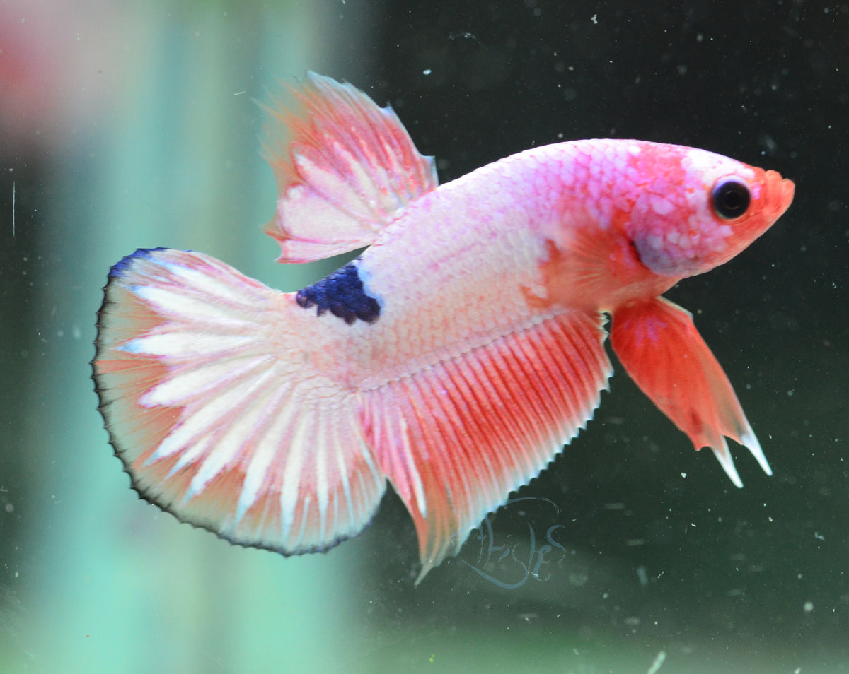 Pastel Pink Fancy Plakat Male