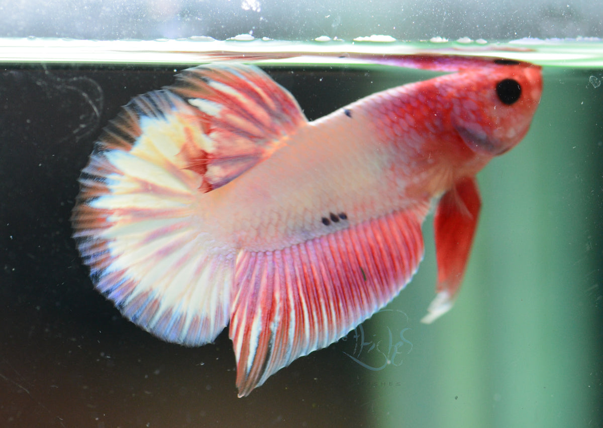 Pastel Pink Fancy Plakat Male