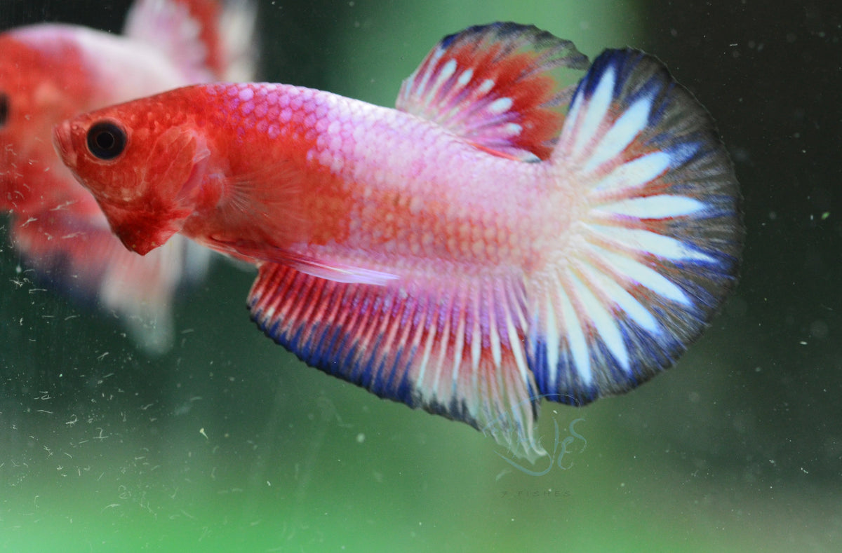 Pastel Pink Fancy Plakat Male
