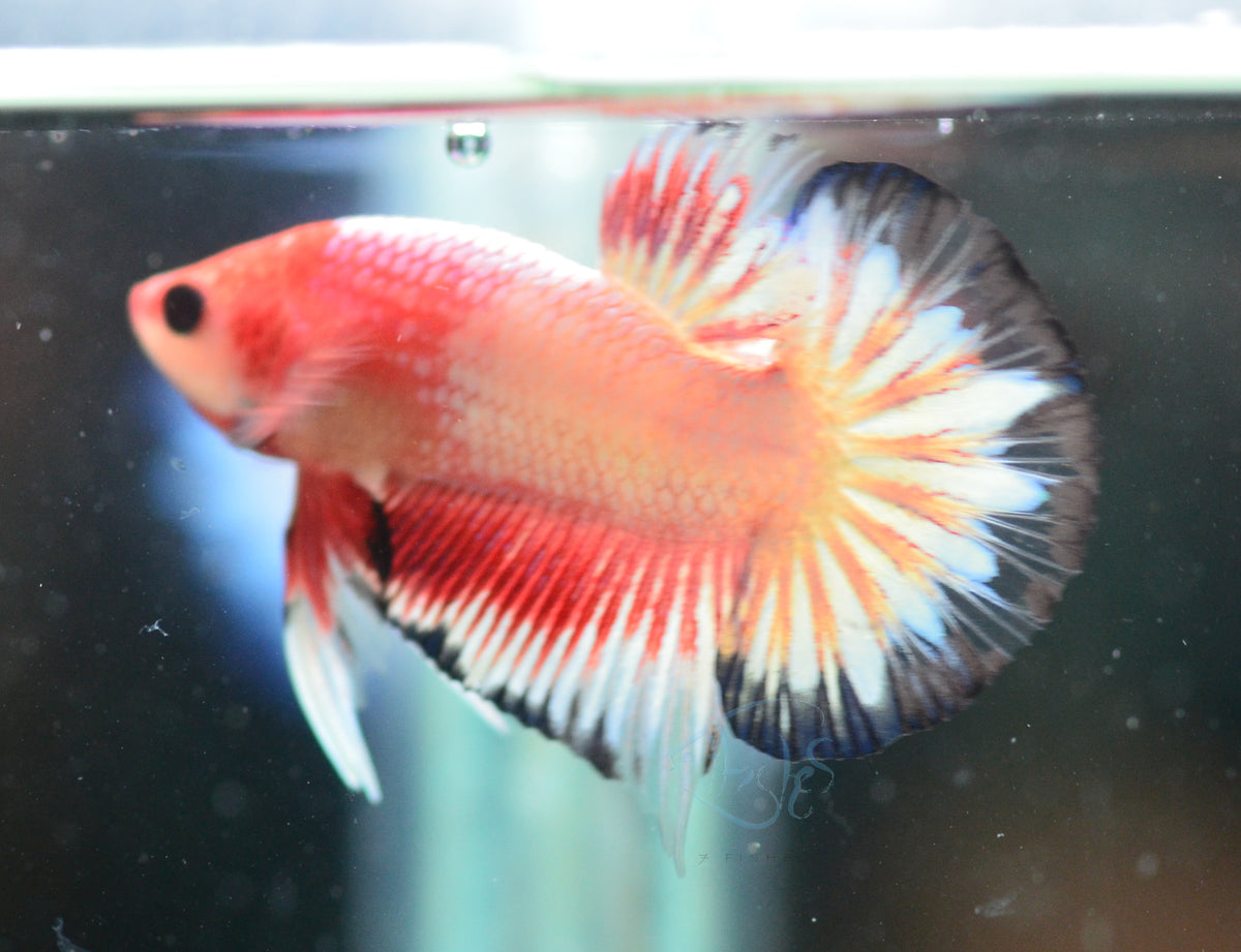 Pastel Pink Fancy Plakat Male