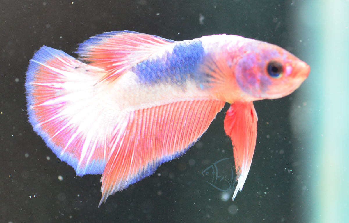 Pastel Pink Fancy Plakat Male