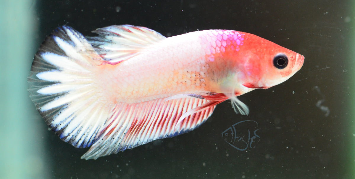 Pastel Pink Fancy Plakat Male