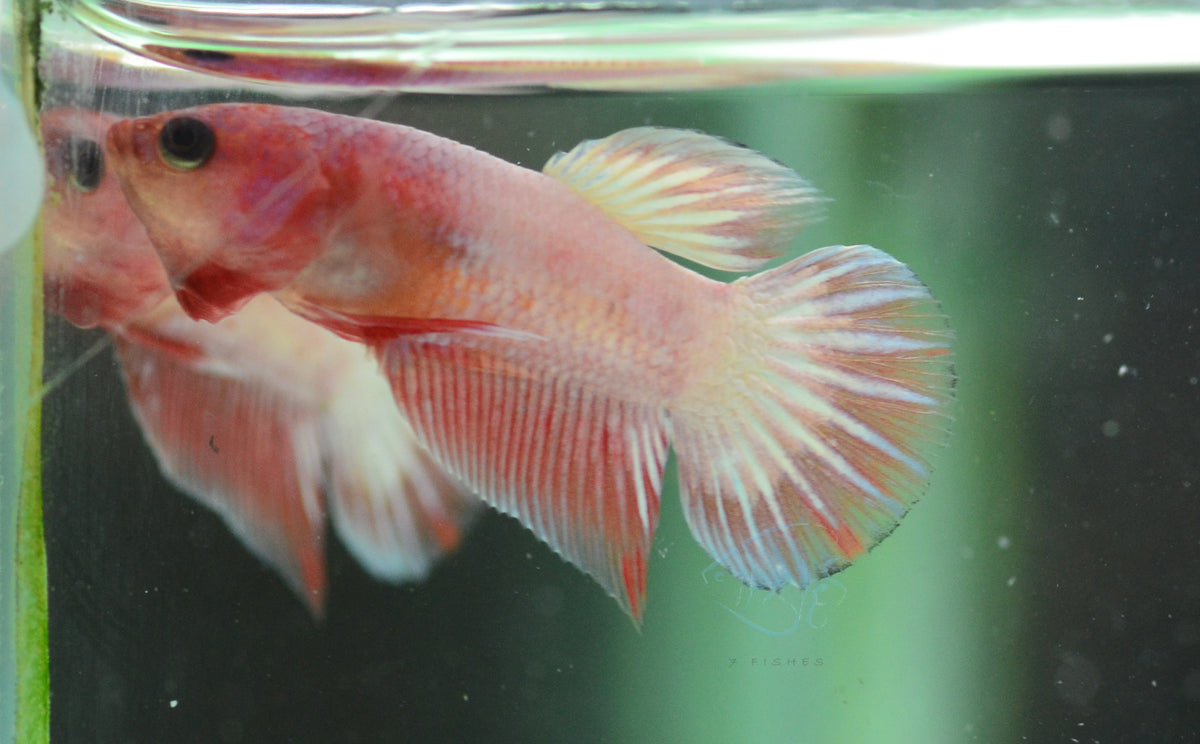 Pastel Pink Fancy Plakat Male