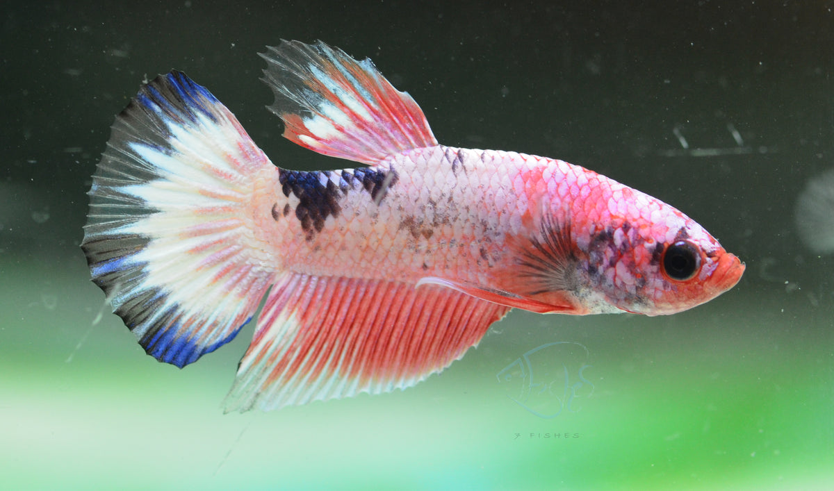 Pastel Pink Fancy Plakat Male