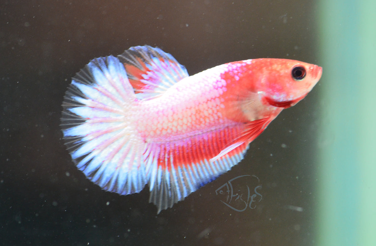 Pastel Pink Fancy Plakat Male
