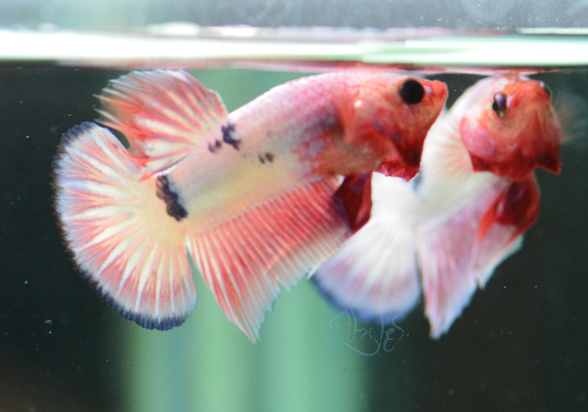 Pastel Pink Fancy Plakat Male
